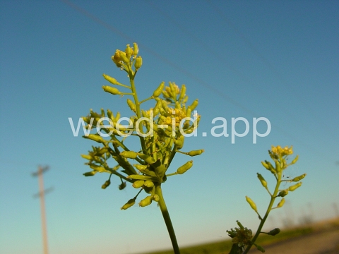 yellowcress, marsh